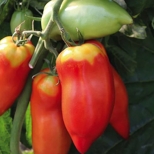 Tomate Allongee Andine Cornue Bio. La barquette de 3 plants