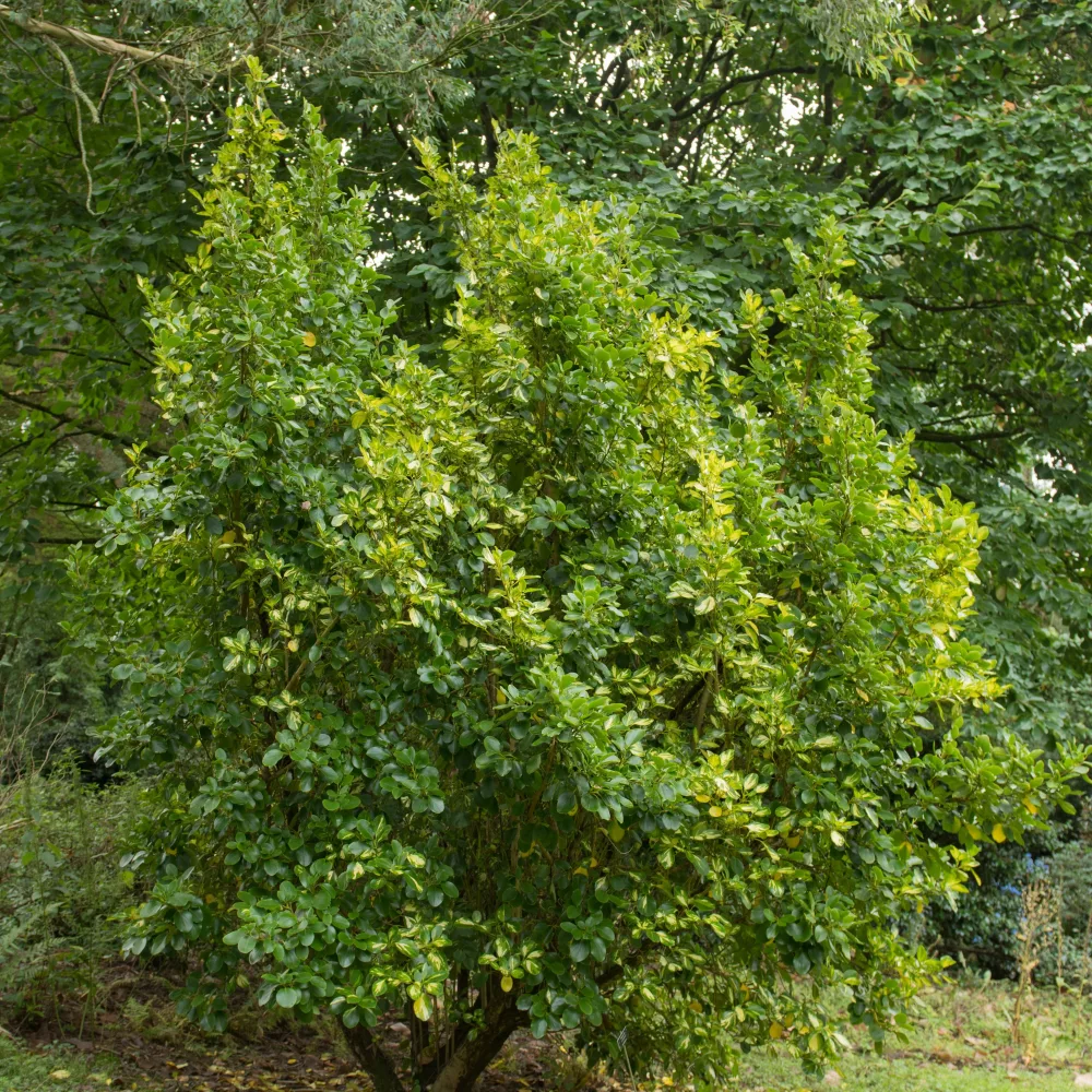 Griseline du littoral Variegata Griselinia littoralis variegata