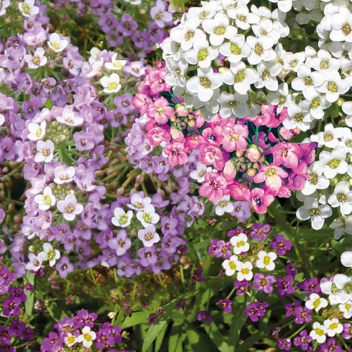 Alysse odorante. La barquette de 6 plants