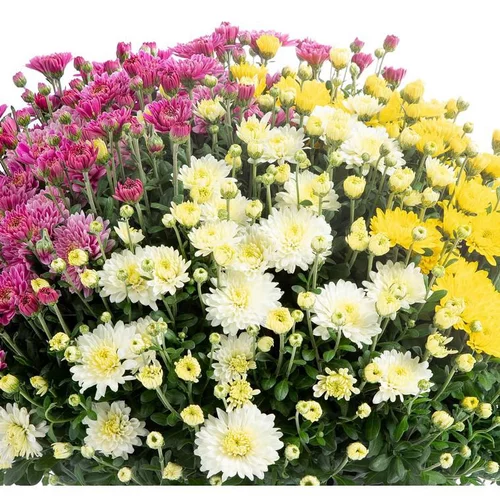 Chrysanthème multifleurs en mélange à fleurs multicolores - La coupe Ø 27 cm