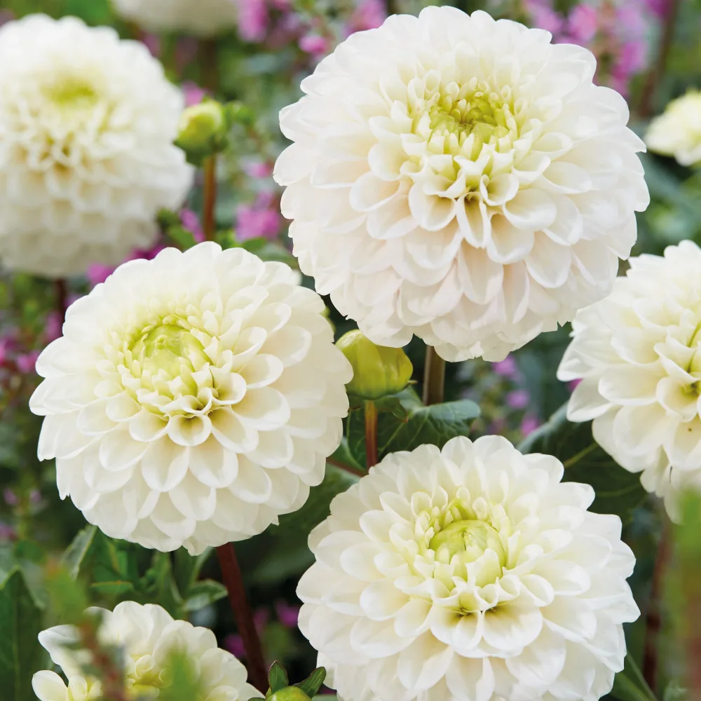3 Dahlias Kona Dahlias kona