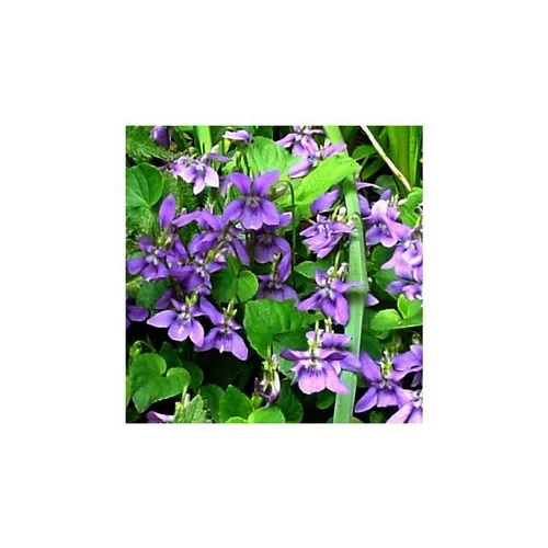 violette Odorante bleue - Le pot de 1 litre