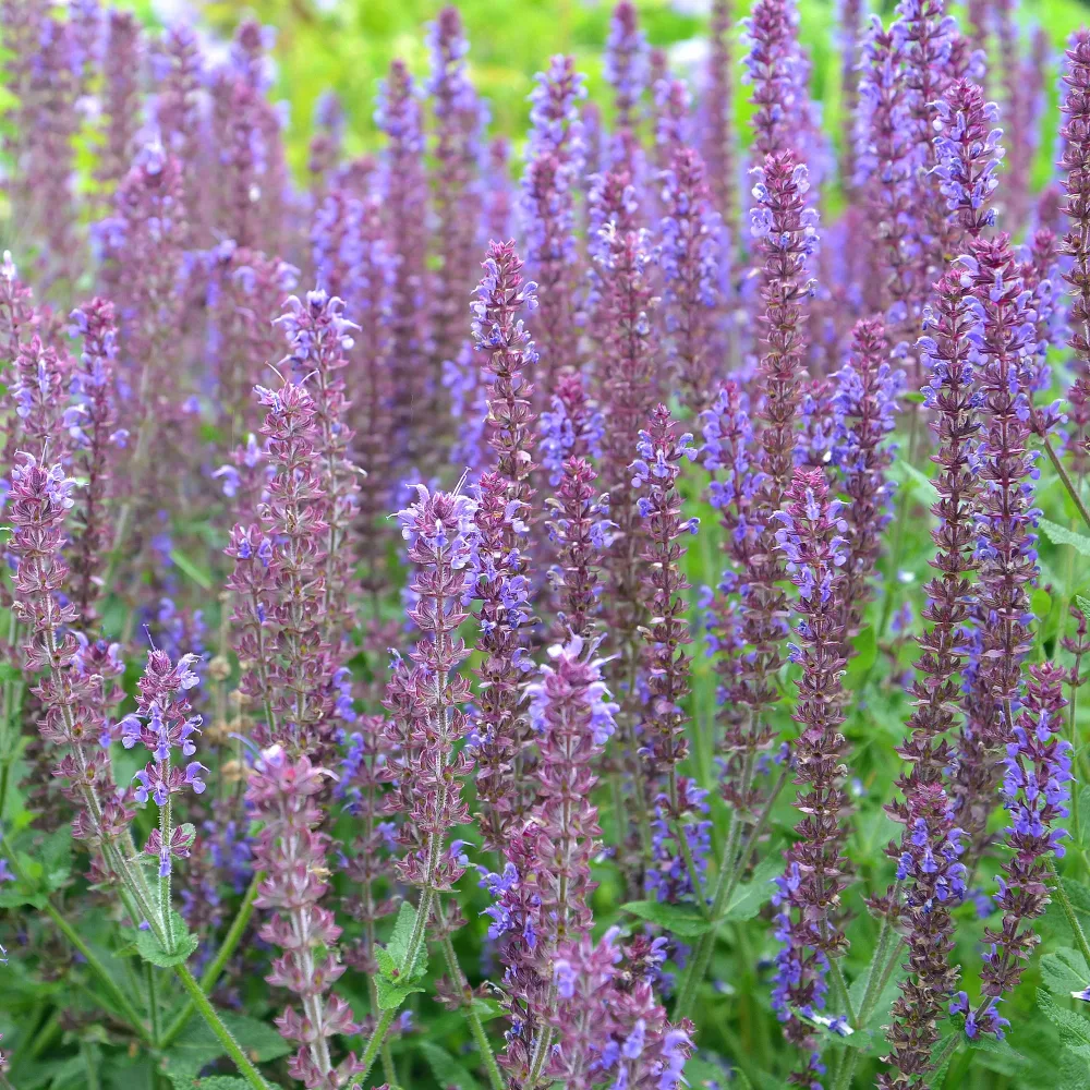 Sauge des bois Ostfriesland Salvia nemorosa ostfriesland