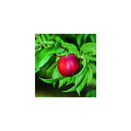 Nectarinier Nectared 6 ®. Le pot de 10 litres forme gobelet