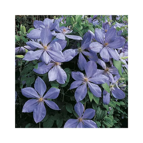 Clématite mrs cholmondeley coloris violet. Le pot de 6 litres