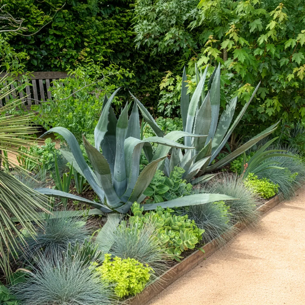 Agave d'Amérique Agave americana