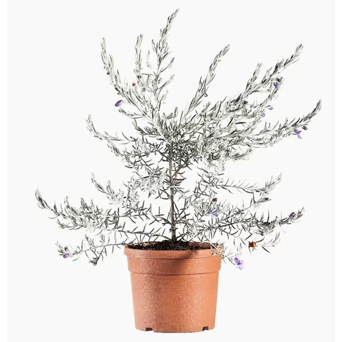 Eremophila Nivea ou Érémophile soyeuse. Le pot de 3 litres
