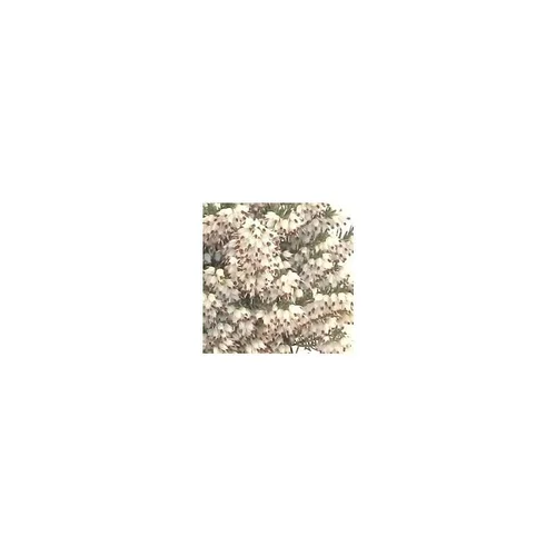 Bruyère carnéa blanche - Le panier déco