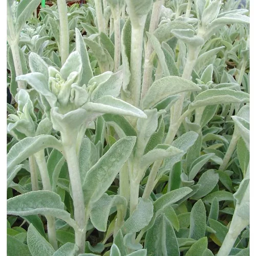 Stachys - Le pot de 2 litres
