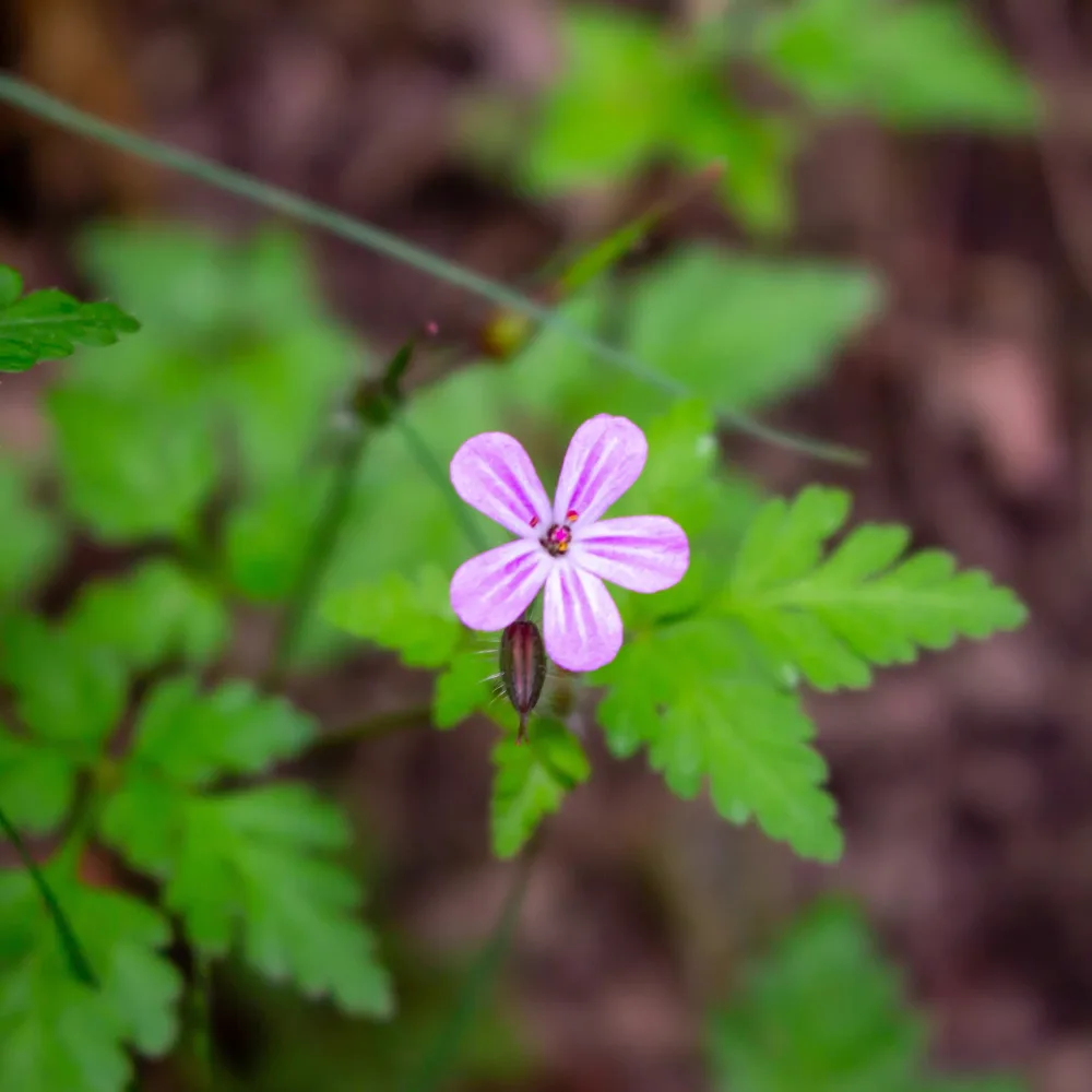 Géranium Herbe à Robert Geranium robertianum