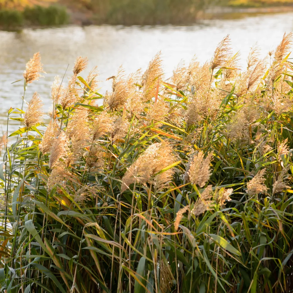 Roseau commun Phragmites australis