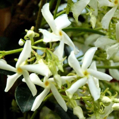 Jasmin étoilé 80/100 cm. Le pot de 3 litres