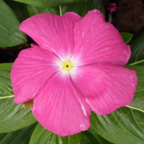 Pervenche de Madagascar - La coupe de 20 cm