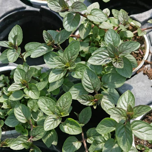Menthe Chocolat Bio. Le pot de 1 litre