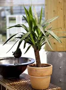 Yucca. Le pot de Ø 23 x H 60 cm, forme ramifiée