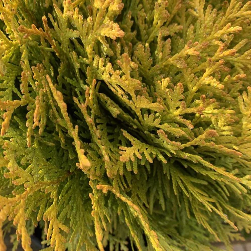 Thuya occidental ou Thuya du Canada Mirjam vert. Le pot de 10 litres, 50/60 cm