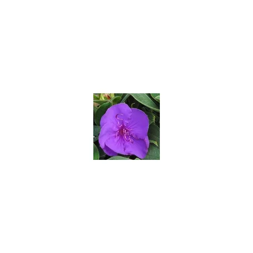 Tibouchina ¼ Tige bleu en pot de 3 L