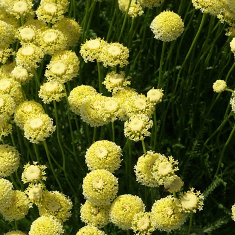 Santoline chamaecyparissus lindavica Santolina chamaecyparissus lindavica