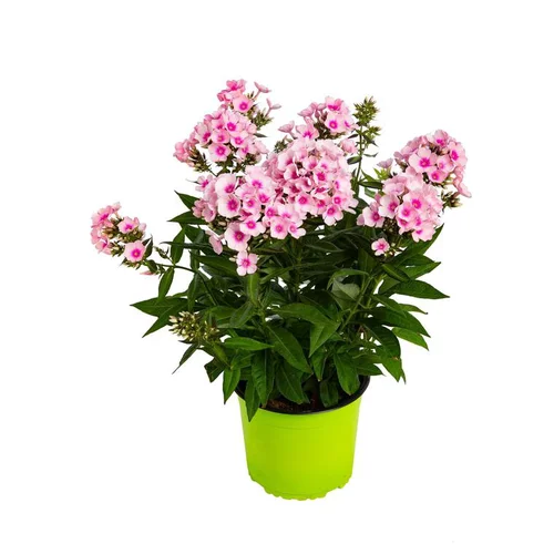 Phlox Paniculata - Le pot de 3 litres
