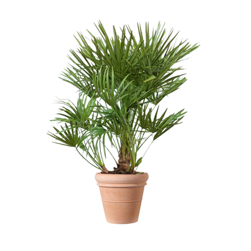 PALMIER NAIN - HAUTEUR 60/80CM - POT DE 10L