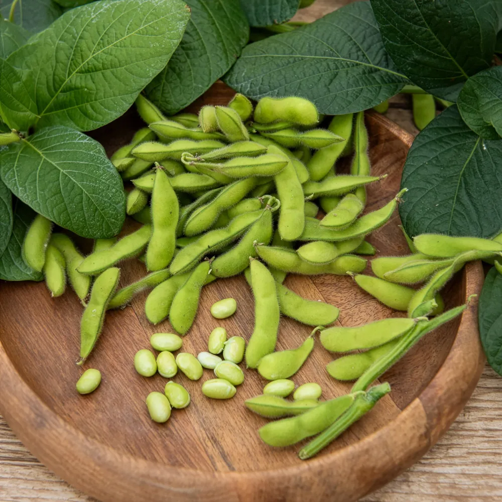 Soja Fiskeby V - Edamame Glycine max