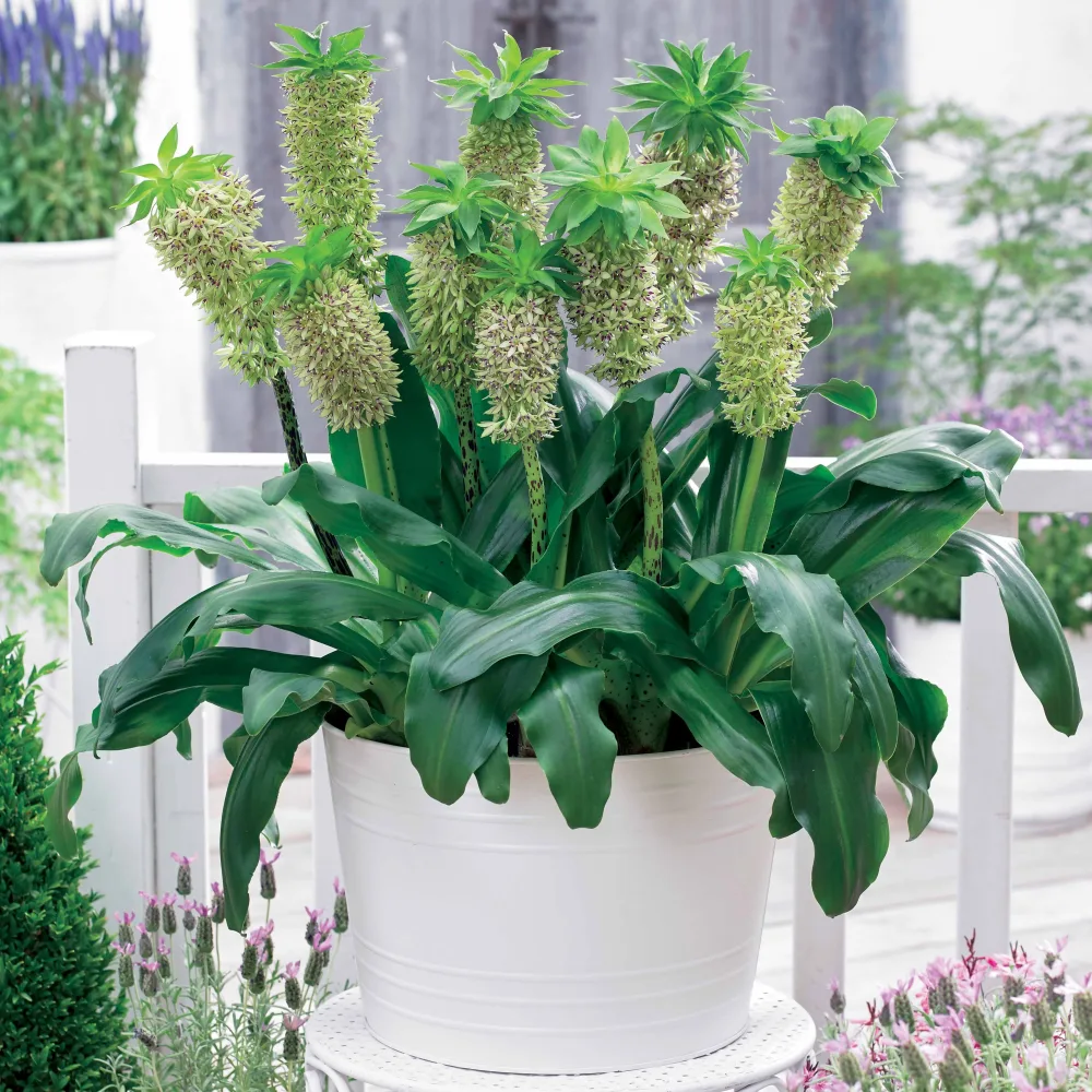 3 Fleurs ananas bicolore Eucomis bicolor
