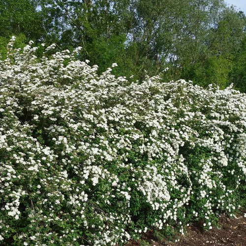 Spirea Van Houttei - Pot de 5L