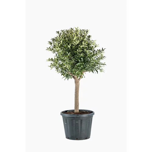 Kumquat. Le pot de 60 litres