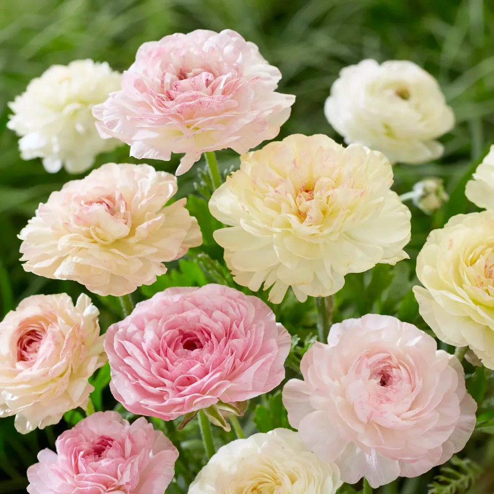 15 renoncules pastels Ranunculus
