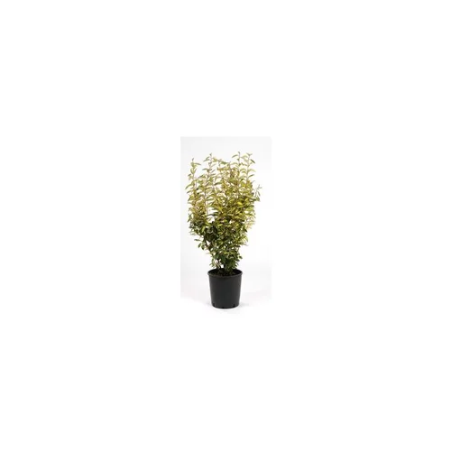 Olivier de Bohême Elaeagnus Ebbingei en pot de 35 L 150/175 cm