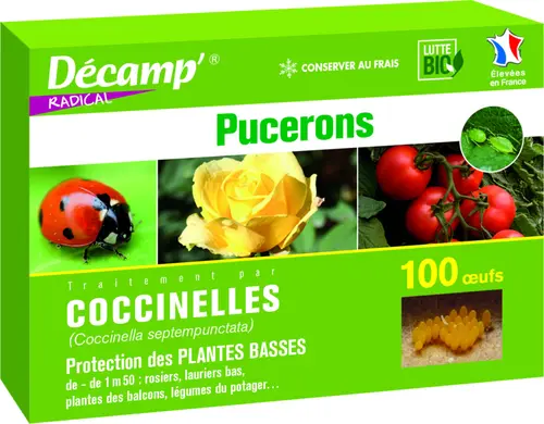 Coccinelles Septempunctata 100 oeufs