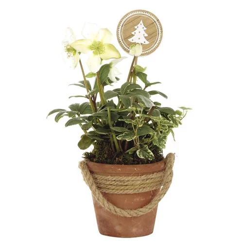 Hellébore (ou Rose de Noël) HEDERA - Le pot déco en terre avec corde