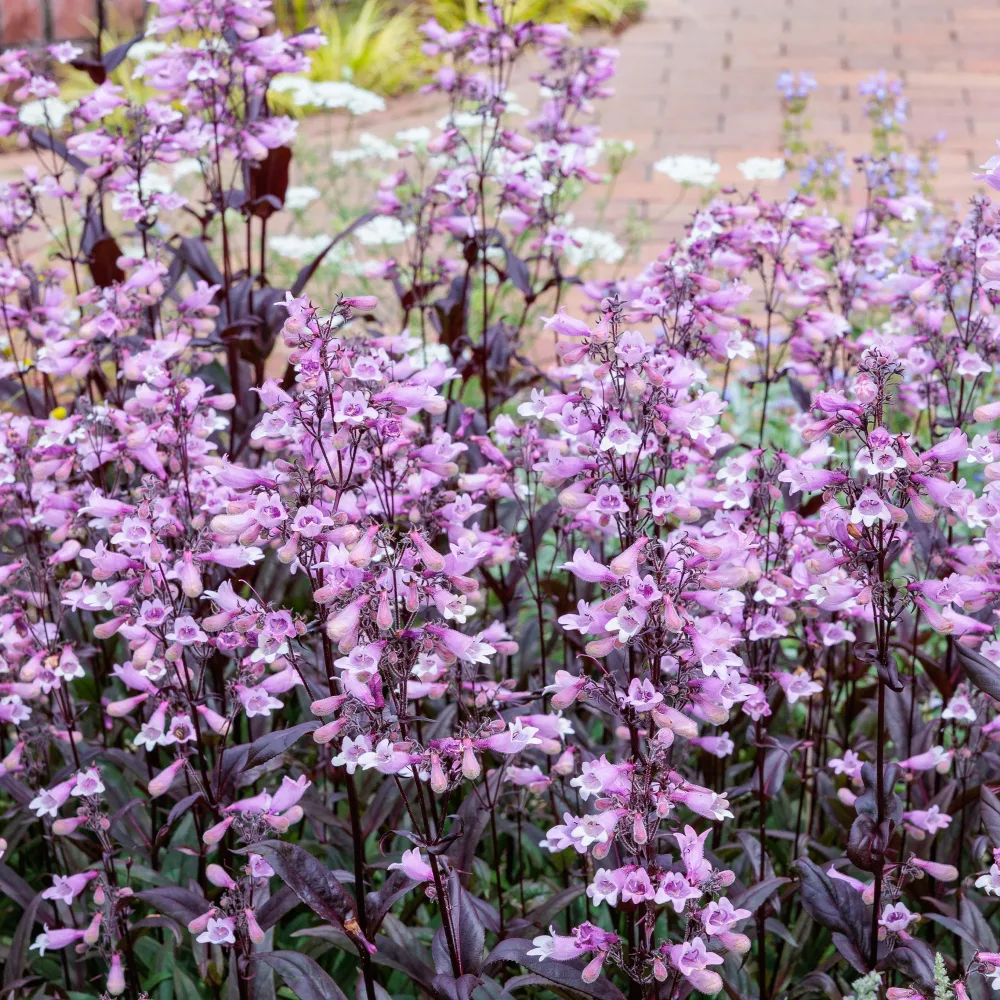 Galane Dark Towers - Penstemon Penstemon digitalis husker red