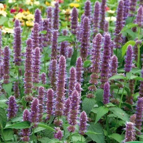 Hysope anisée vivace Blue Spike Agastache foeniculum Blue Spike