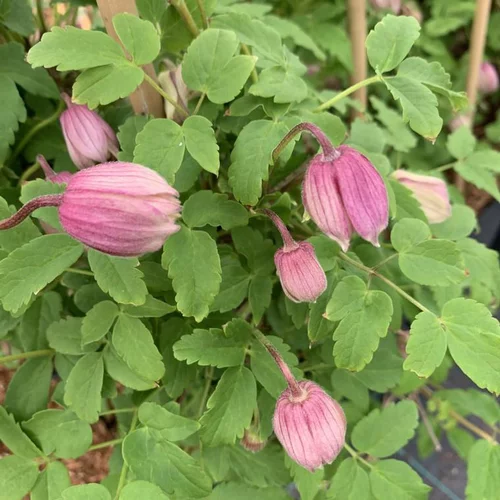 CLEMATITE PINK FLAMINGO. Le pot de 3 litres