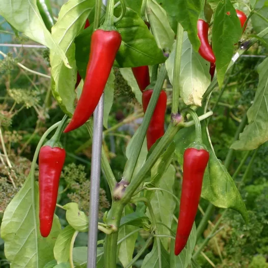 Piment de Cayenne | Graines bio et reproductibles