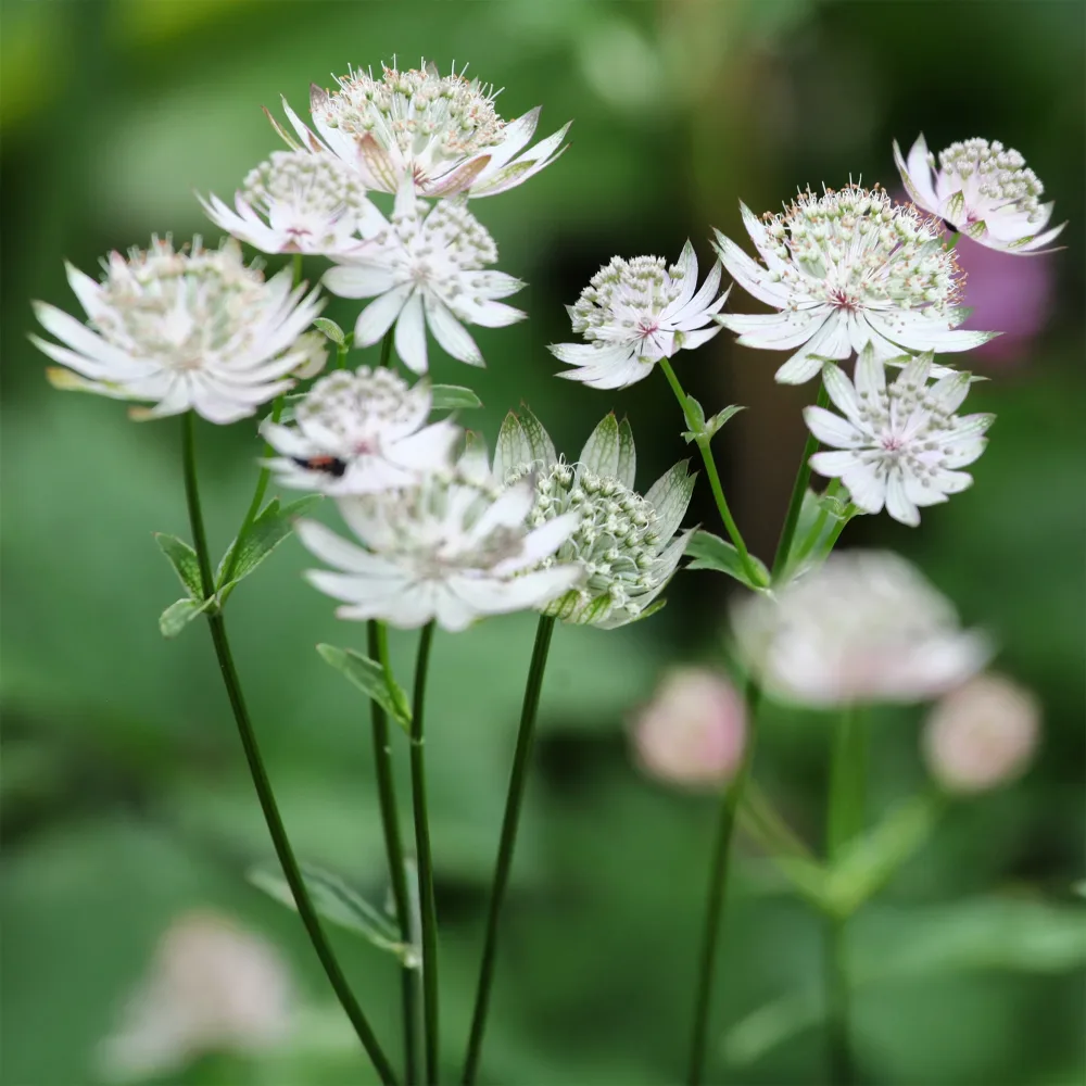 Grande astrance Shaggy Astrantia major shaggy