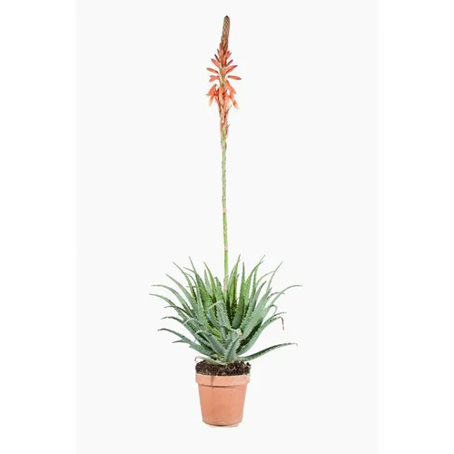 Aloe Spinosissima pot de 1 L vert