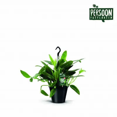 Philodendron Cobra. Le pot de Ø 19 x H 45 cm
