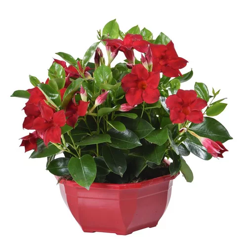 Dipladénia ou Mandevilla à fleurs multicolores - La coupe Ø 27 cm