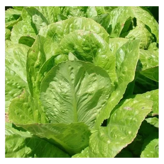 Graines bio de Laitue romaine Ballon