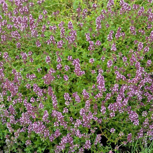 Thym Serpolet Bio. Le pot de 1 litre