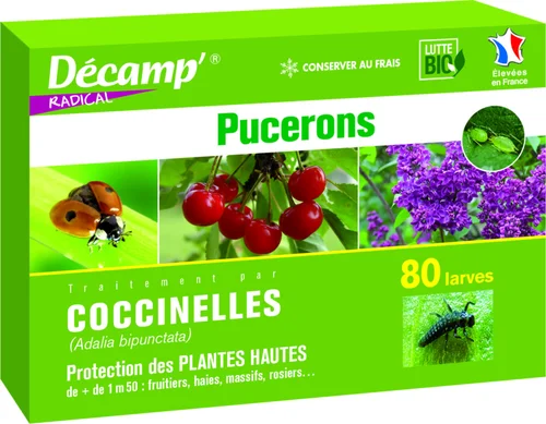 Coccinelles Adalia Bipunctata 80 larves