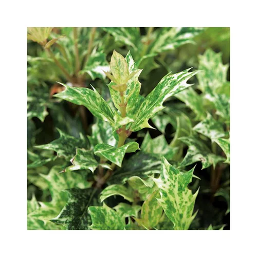 Osmanthus Heterophyllus Goshiki 60/80 cm en pot de 10 L