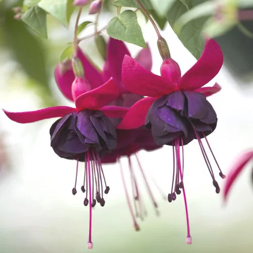 Fuchsia à fleurs multicolores - Le pot de 4,6 litres