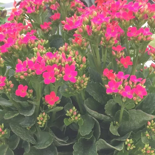 Kalanchoe - Le pot de 23 cm
