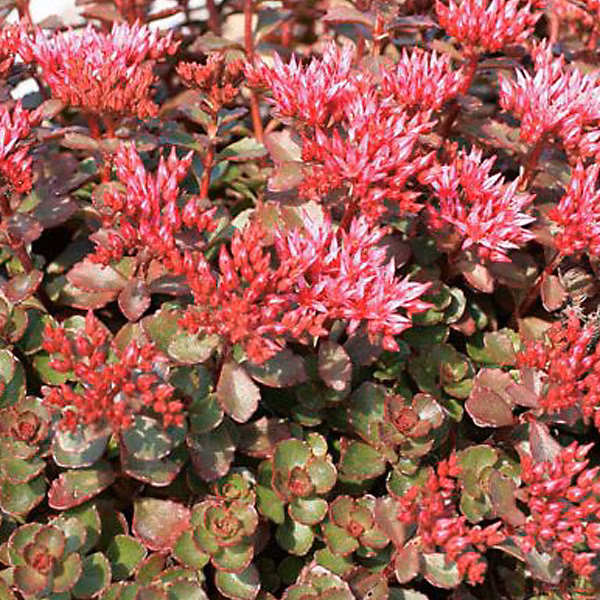 6 x Orpin spurium 'Fuldaglut' – Sedum spurium 'Fuldaglut', godet 9cm x 9cm