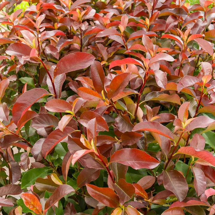 Photinia fraseri Camilvy Photinia x fraseri Camilvy