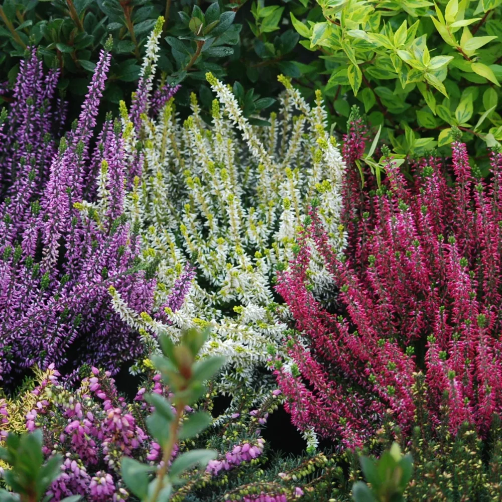 6 Bruyères d'été en mélange Calluna vulgaris