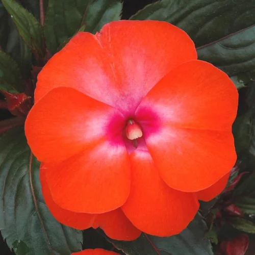 Impatiens de Nouvelle-Guinée à fleurs multicolores. Le pot Ø 13 cm
